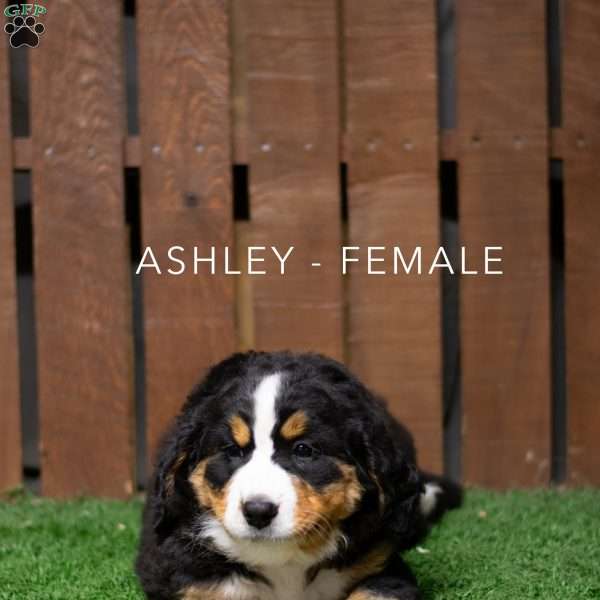 Ashley, Bernese Mountain Dog Puppy